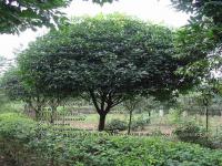 桂花树_桂花树图片_最新价格_基地