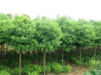 香樟树_价格_l图片_基地产地_最新报价