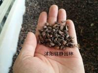 木瓜树种子_价格_图片_种植方法_育苗技术