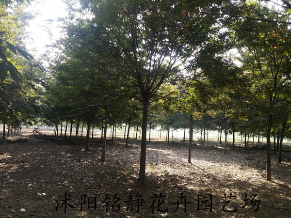 1605099933308490.jpg