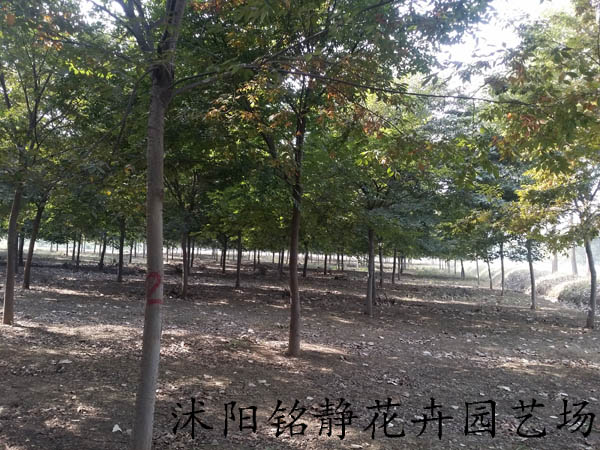 1605099933820840.jpg